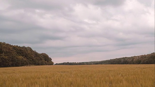 黄腹小麦田和后方的树木视频素材