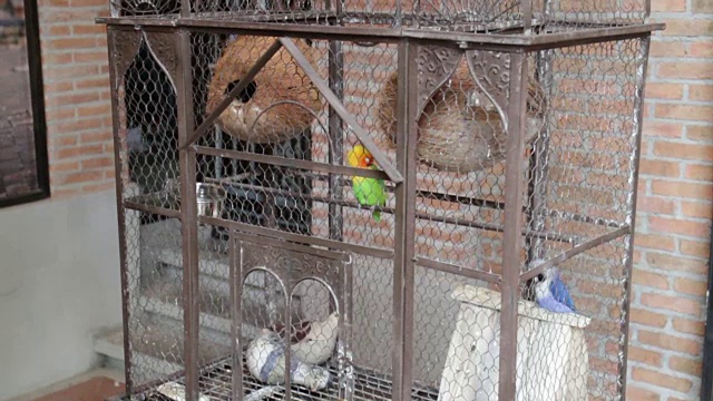 鸟笼里的虎皮鹦鹉，库存录像视频下载