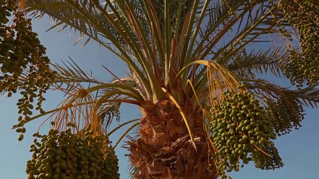 一种椰枣的绿色果实视频素材