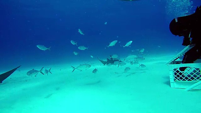 巴哈马虎滩沙底的大公牛鲨和潜水员。视频素材