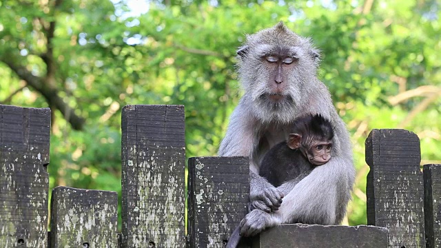 印度尼西亚巴厘岛乌布的猴子家庭。视频素材