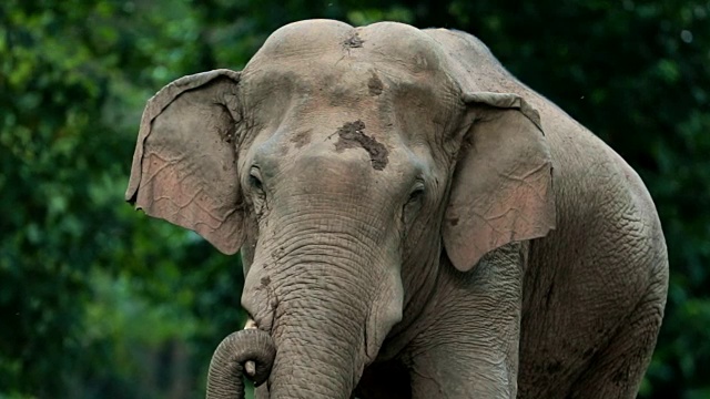 令人惊叹的亚洲象，慢动作视频素材