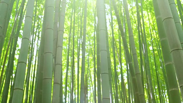 近距离缩放和提升拍摄美丽的竹林与树叶和阳光透过树顶。视频下载
