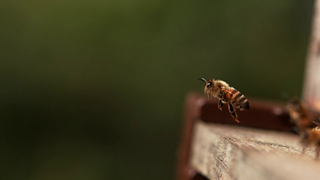 欧洲蜜蜂，意大利蜜蜂，站在蜂巢入口处的蜜蜂，飞行中的昆虫，靴子的回归，诺曼底的蜂巢，慢镜头4K视频素材