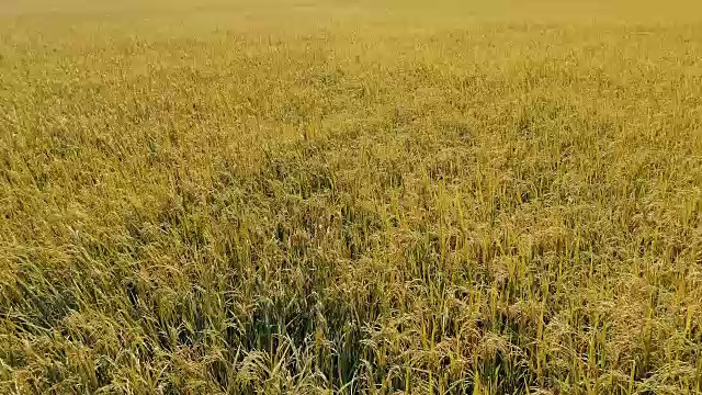 空中飞过稻田视频素材