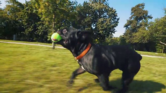 快乐的法国斗牛犬在公园里奔跑。视频素材