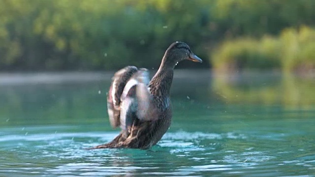 鸭子在湖里视频下载