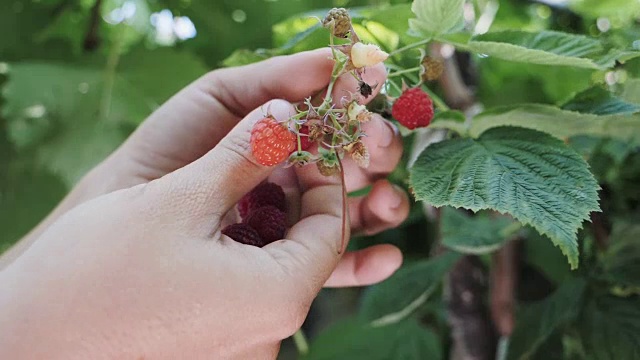 女人的手收集树莓的慢动作。视频素材