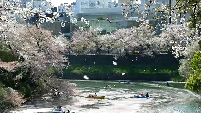 樱花的季节视频素材