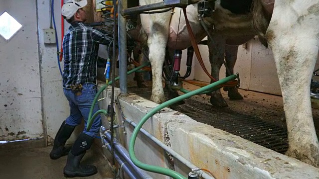 挤奶的农民视频素材