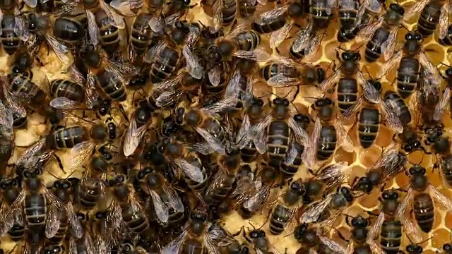 欧洲蜜蜂，意大利蜜蜂，野鳐，蜜蜂在蜂巢工作，中部女王，诺曼底，实时4K视频下载