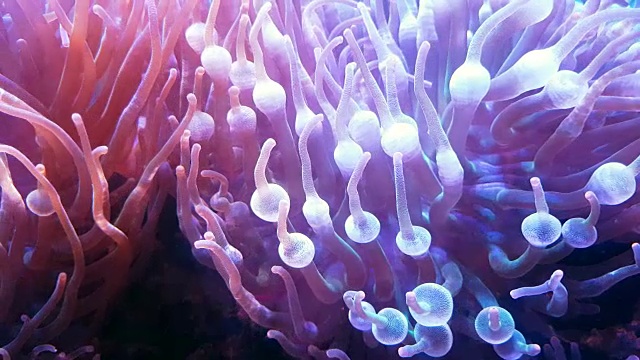 海底世界的深海动物和珊瑚与海葵视频素材