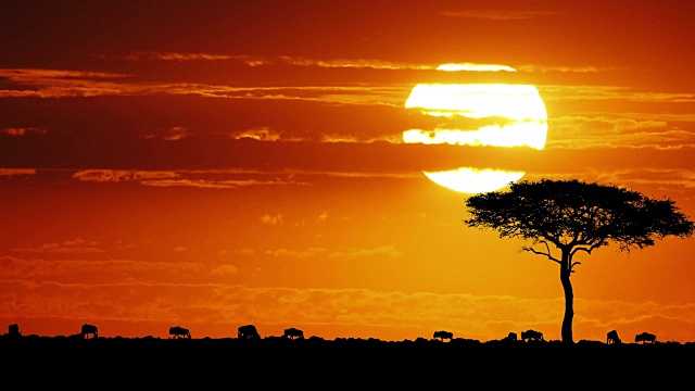 蓝色角马，夕阳下的牛羚，马赛马拉公园，肯尼亚，实时4K视频素材