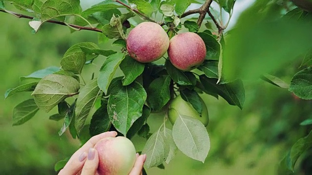 女人的手正在从苹果树上摘苹果。视频素材