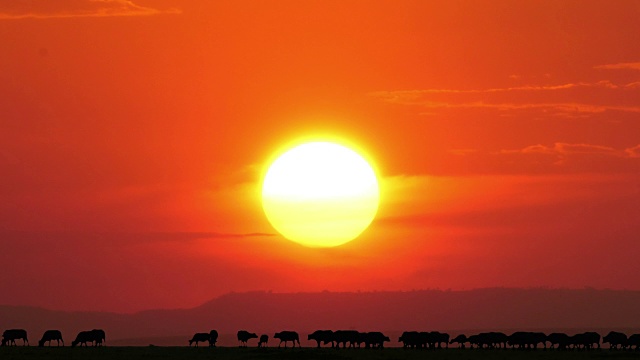 非洲水牛，syncerus Caffer，日落，马赛马拉公园在肯尼亚，实时4K视频素材