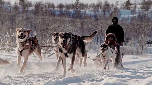 SLO MO带领一队雪橇犬穿过雪地视频素材