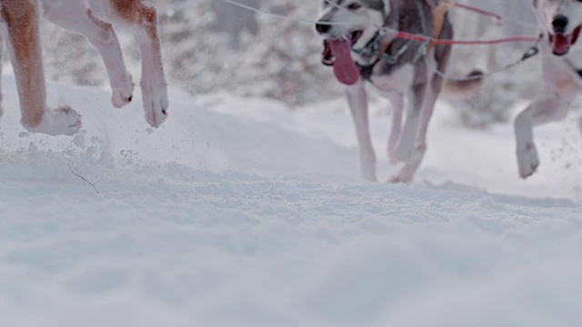 SLO MO狗拉雪橇穿过雪视频素材