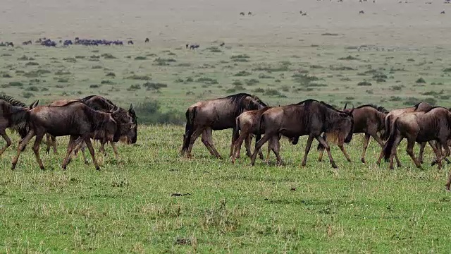 蓝色角马，观赏牛羚，迁徙期间的牛群，马赛马拉公园在肯尼亚，实时4K视频素材