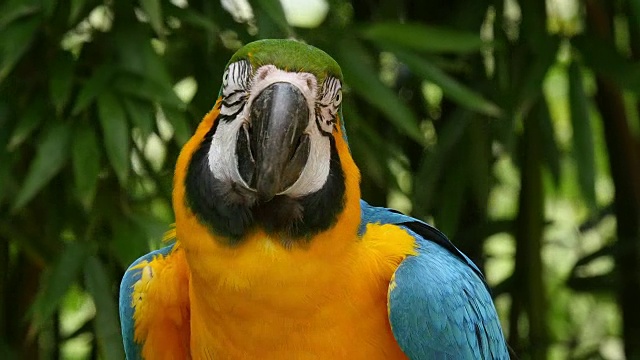 蓝黄金刚鹦鹉，阿拉阿拉劳那，成人肖像，实时4K视频下载
