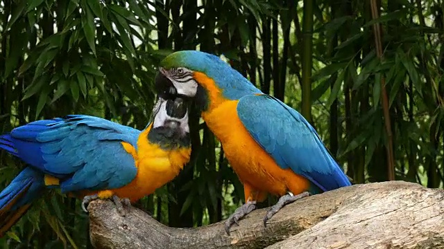 蓝黄金刚鹦鹉，阿拉若娜，成年喙在喙，时间4K视频素材