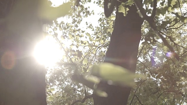 阳光虽然树木视频素材