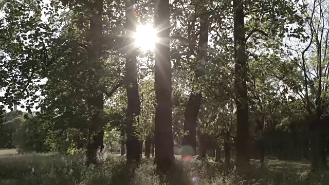 阳光虽然树木视频素材