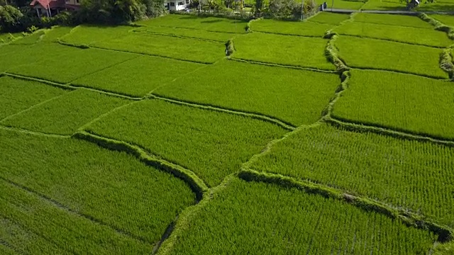 航拍稻田绿草景观背景。农民在雨季种植水稻。视频素材