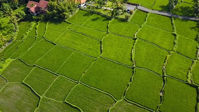 航拍稻田绿草景观背景。农民在雨季种植水稻。视频素材
