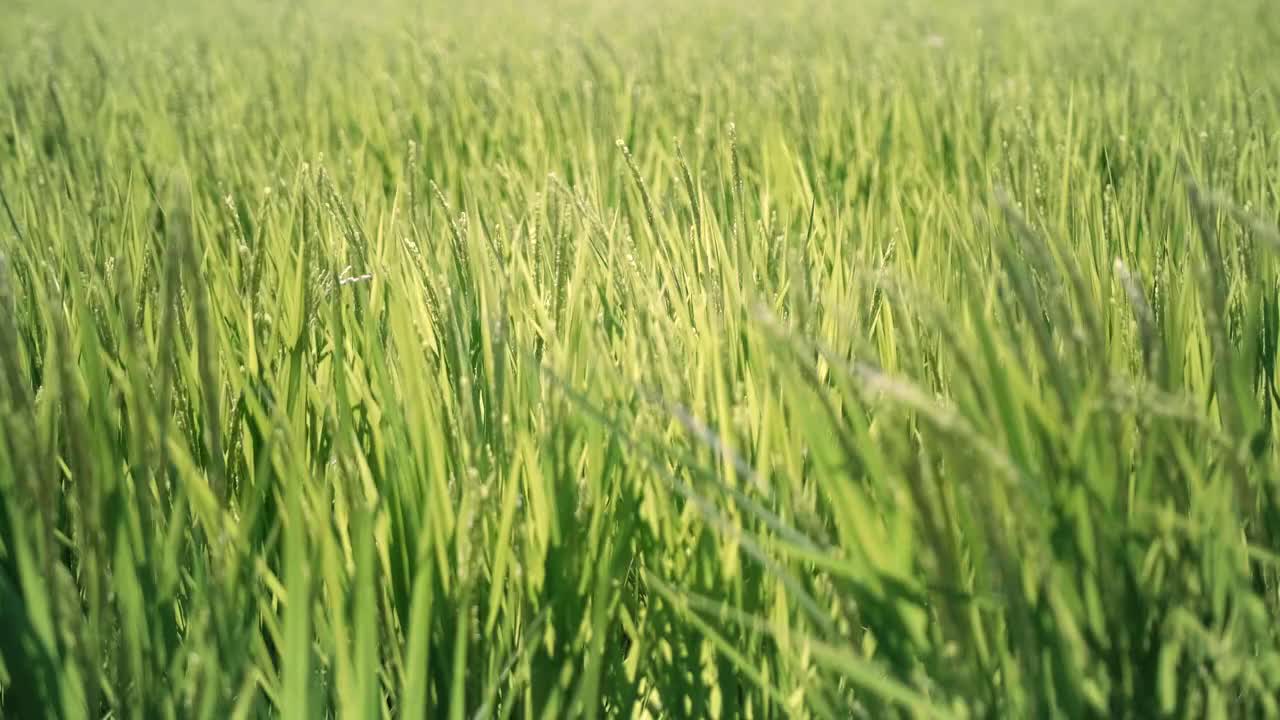 稻穗在风中摇晃视频下载