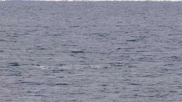 南极海中的座头鲸视频素材