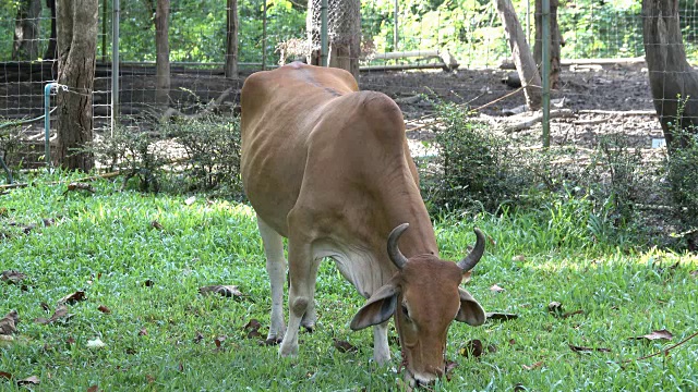 牛在农场视频素材