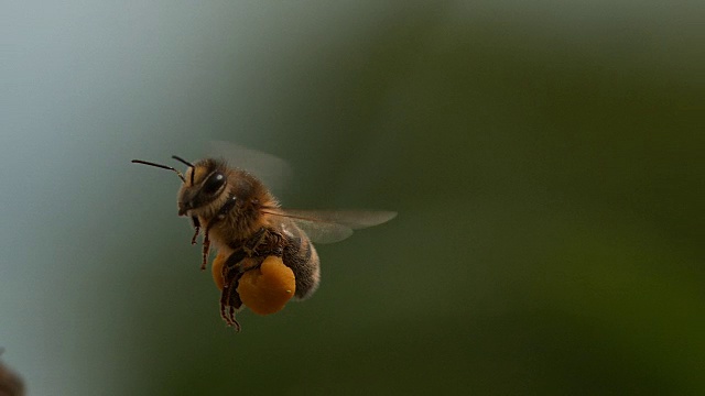 欧洲蜜蜂，意大利蜜蜂，飞行中的蜜蜂，带着装满花粉的球回到蜂巢，慢镜头视频下载