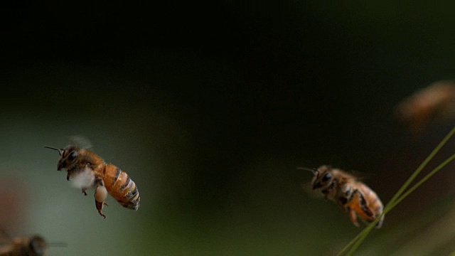 欧洲蜜蜂，意大利蜜蜂，飞行中的蜜蜂，带着装满花粉的球回到蜂巢，慢镜头视频下载