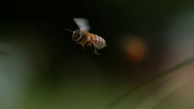 欧洲蜜蜂，意大利蜜蜂，飞行中的蜜蜂，带着装满花粉的球回到蜂巢，慢镜头视频素材