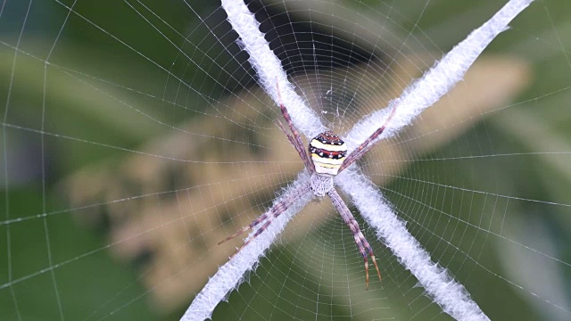 网中的花园蜘蛛视频素材