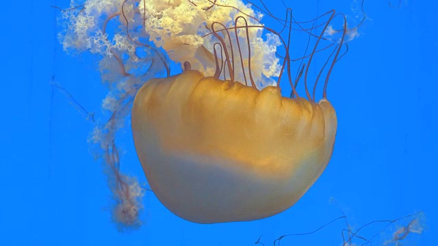 特写巨大的橙色水母水母在水族馆，蓝色的背景视频素材