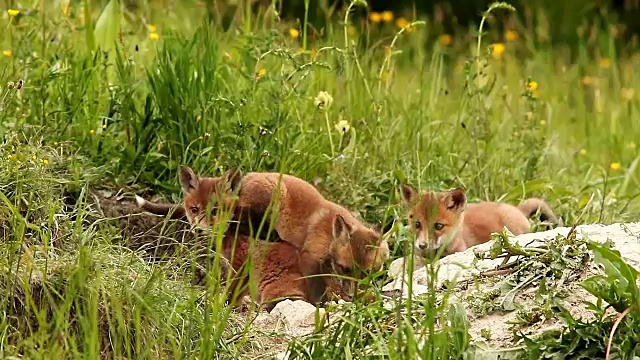 快乐的小红狐在地洞附近视频素材