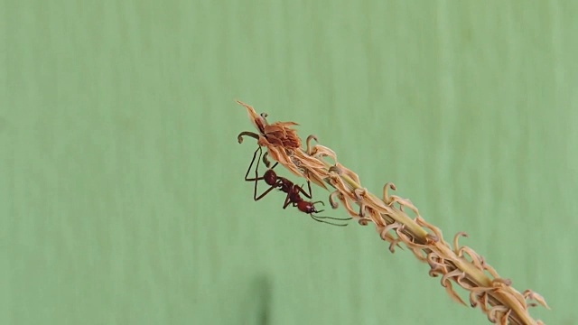 蚂蚁昆虫蚂蚁在树叶上宏视频素材