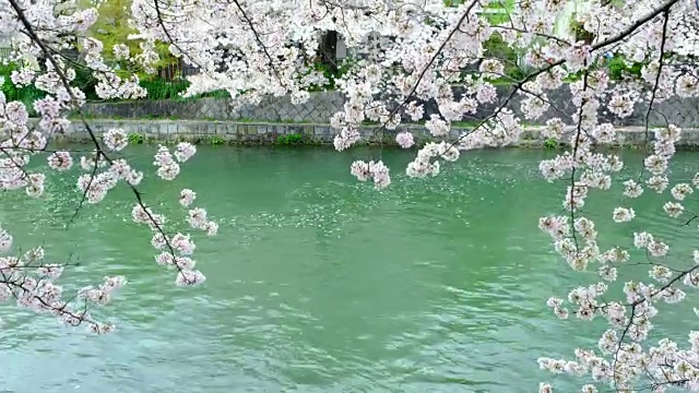 樱花粉红色的花和河里满是落下的樱花花，在春天，日本视频素材