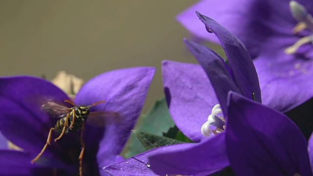 蜜蜂可笑的起飞视频素材