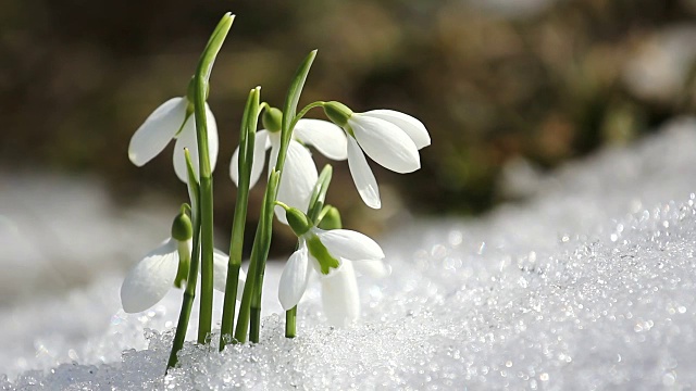 雪花莲从雪中开出，冬天结束，春天来临视频下载