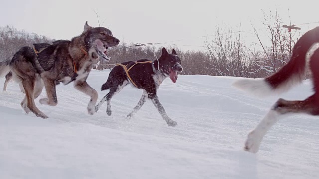 人们在冬天用狗拉雪橇视频素材