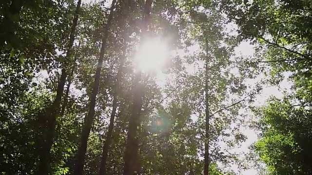 阳光穿过公园里的树木，阳光刺眼视频素材