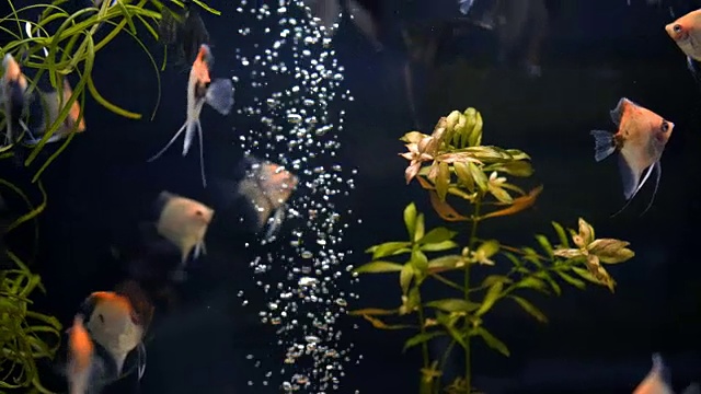 水族箱里的一群小鱼视频素材