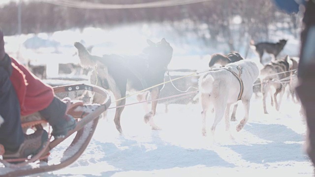 挪威雪橇狗之旅视频素材