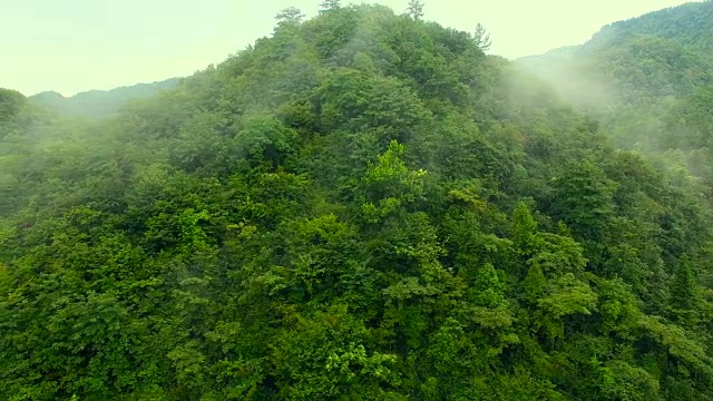 森林鸟瞰图视频素材