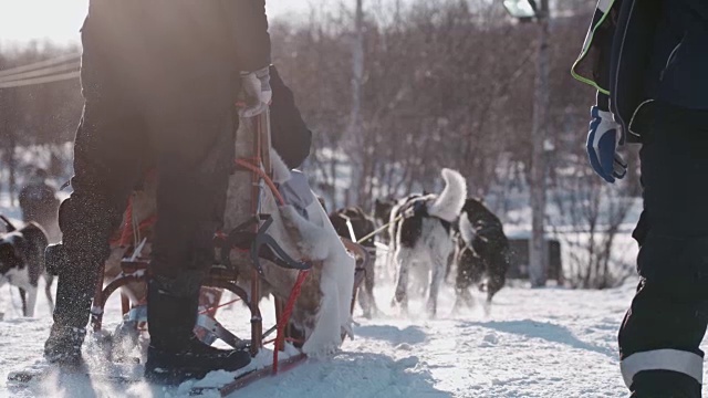 挪威的狗拉雪橇视频素材