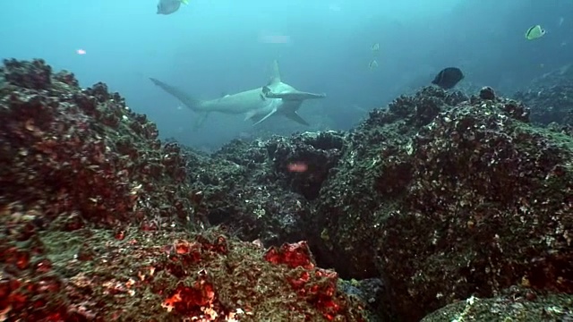 加拉帕戈斯群岛海底的双髻鲨。视频素材