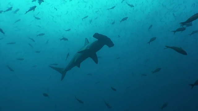 加拉帕戈斯群岛海底的双髻鲨。视频素材