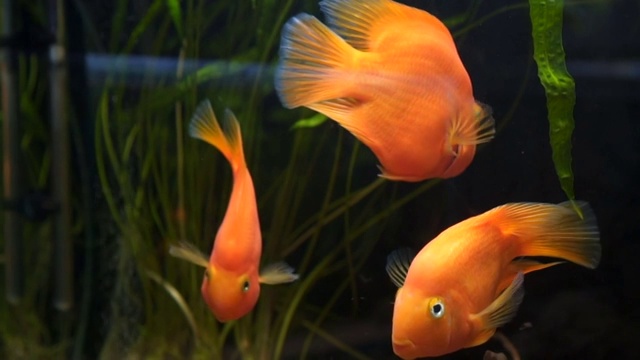 鱼缸里的金鱼——放松的时刻视频素材